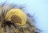 Cat Lion Mane