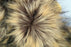 Cat Lion Mane