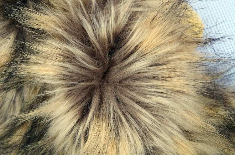 Cat Lion Mane