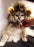 Cat Lion Mane