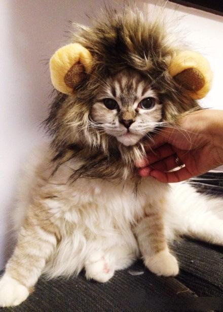 Cat Lion Mane