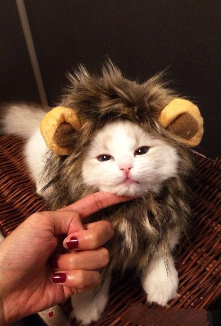 Cat Lion Mane