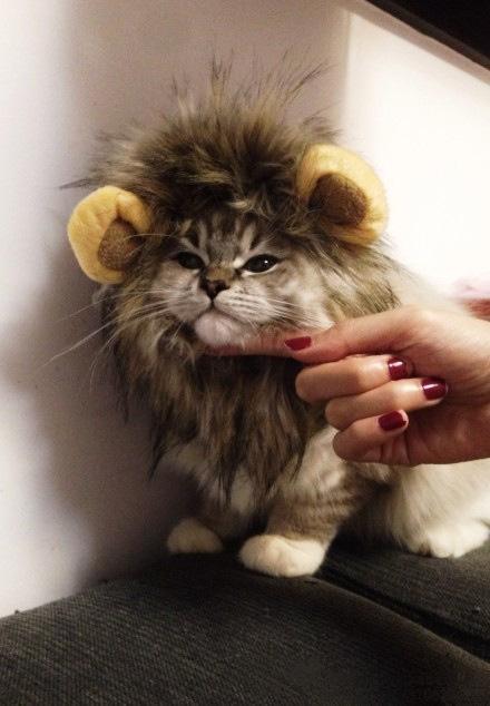 Cat Lion Mane