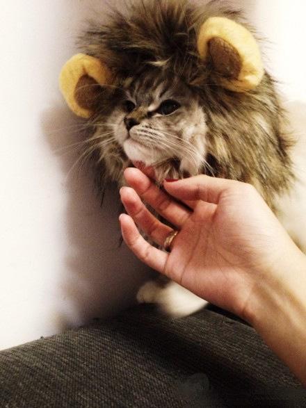 Cat Lion Mane