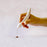 Coffee Art Pen