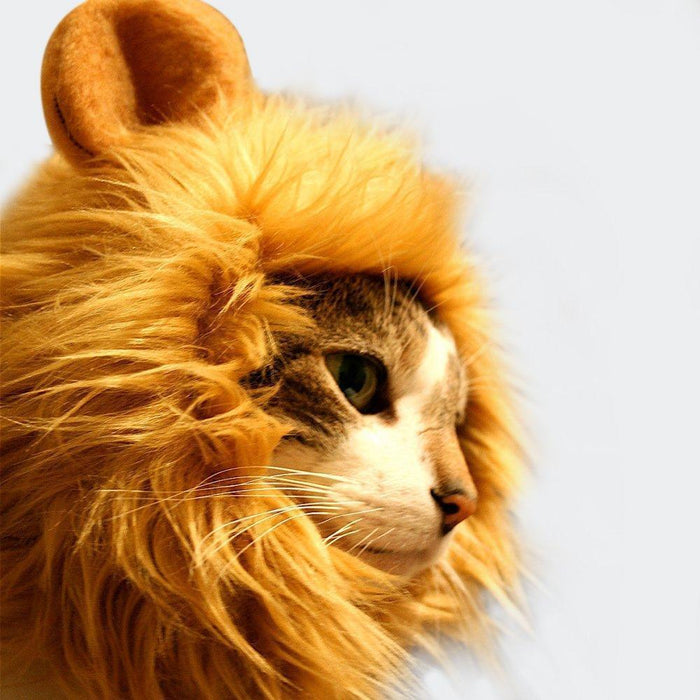 Cat Lion Mane
