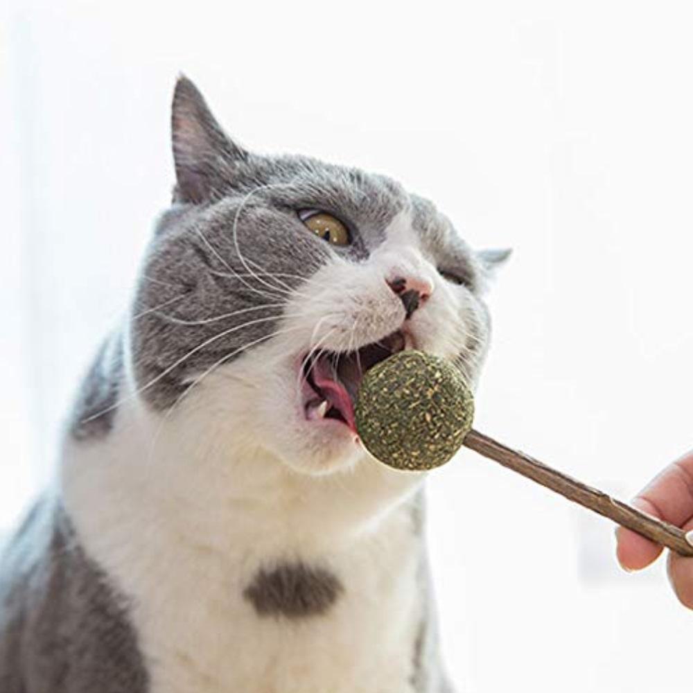 Cat Dental Stick