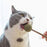 Cat Dental Stick