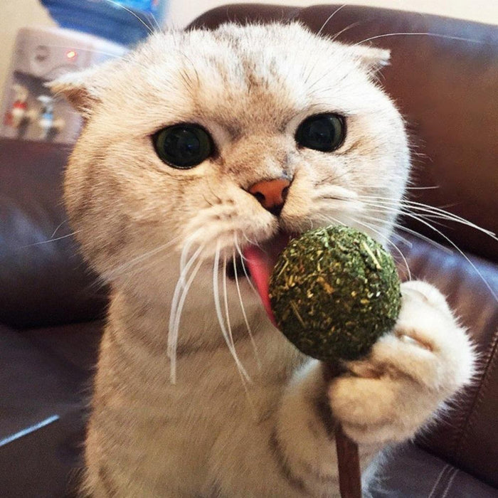 Cat Dental Stick