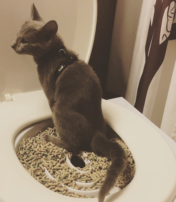 Cat Toilet Training Kit