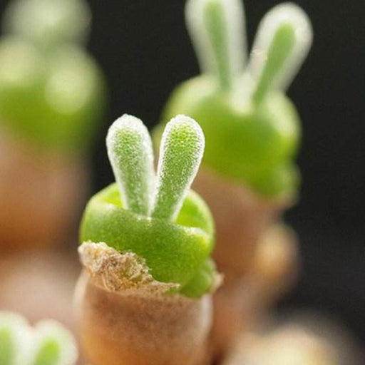 100 seeds/pack succulents seeds rabbit  plant