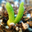100 seeds/pack succulents seeds rabbit  plant