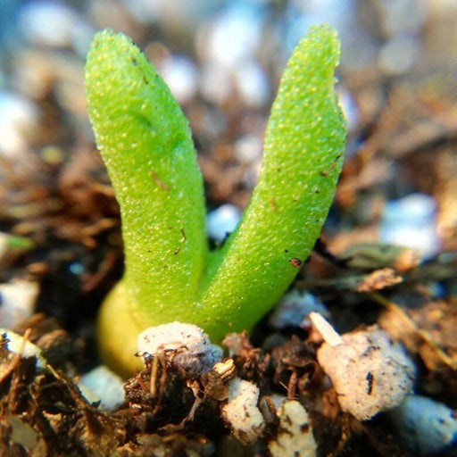 100 seeds/pack succulents seeds rabbit  plant