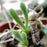 100 seeds/pack succulents seeds rabbit  plant