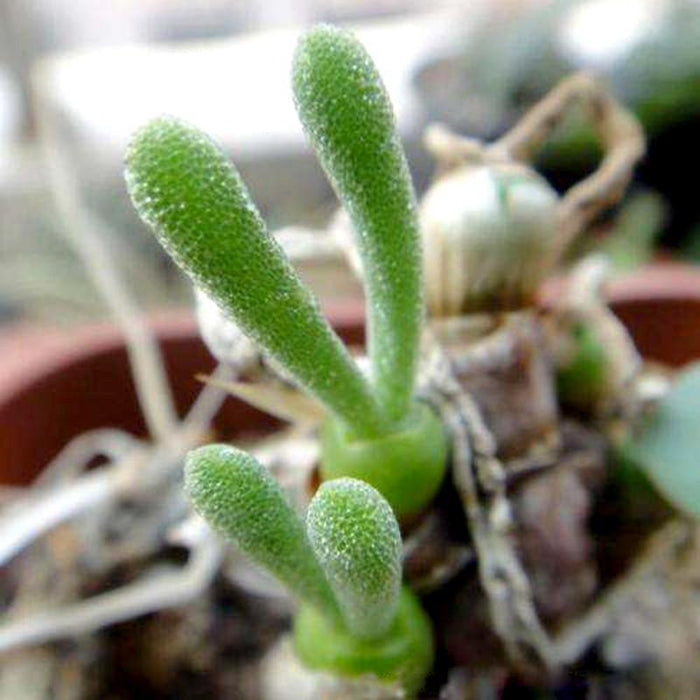 100 seeds/pack succulents seeds rabbit  plant