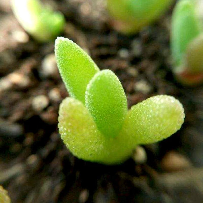 100 seeds/pack succulents seeds rabbit  plant