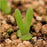 100 seeds/pack succulents seeds rabbit  plant