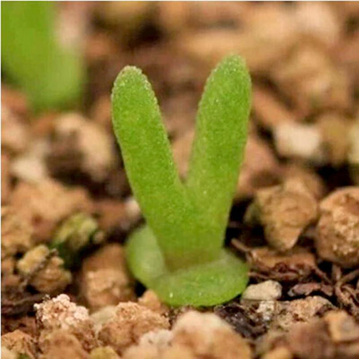 100 seeds/pack succulents seeds rabbit  plant