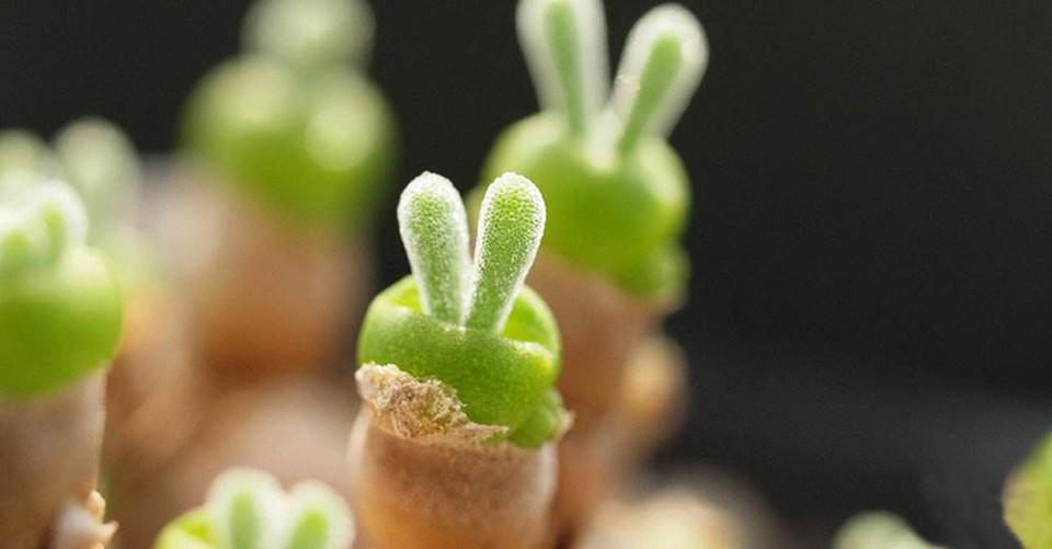 100 seeds/pack succulents seeds rabbit  plant