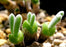 100 seeds/pack succulents seeds rabbit  plant