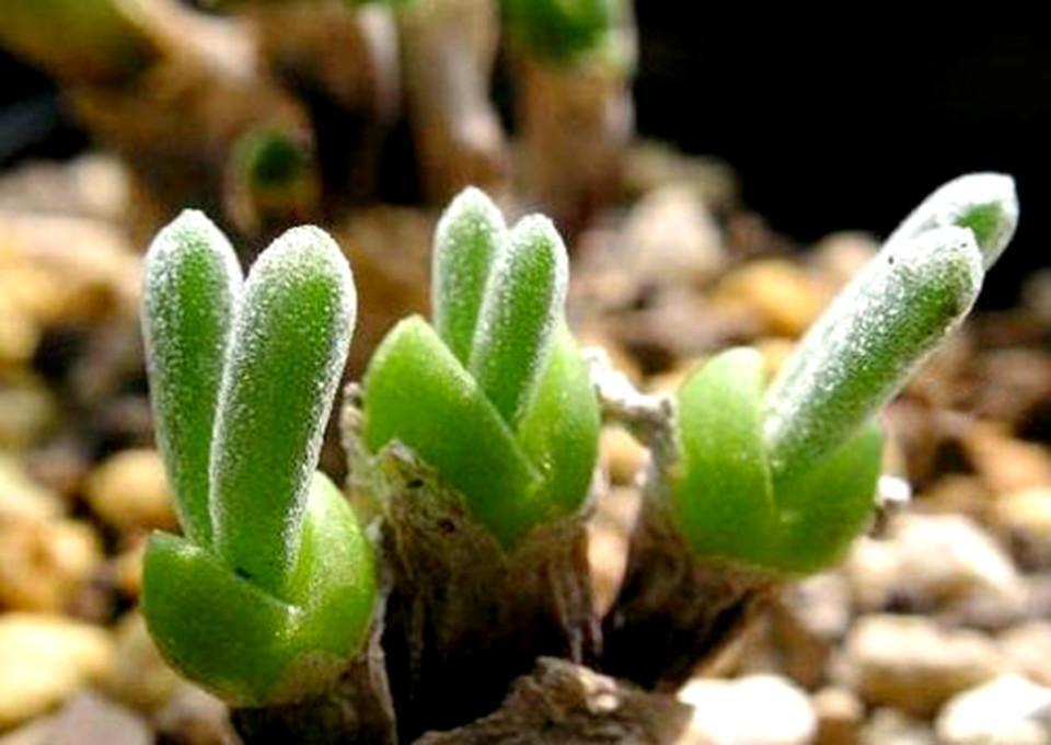 100 seeds/pack succulents seeds rabbit  plant